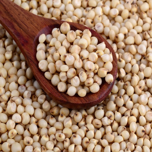 Sorghum Seed