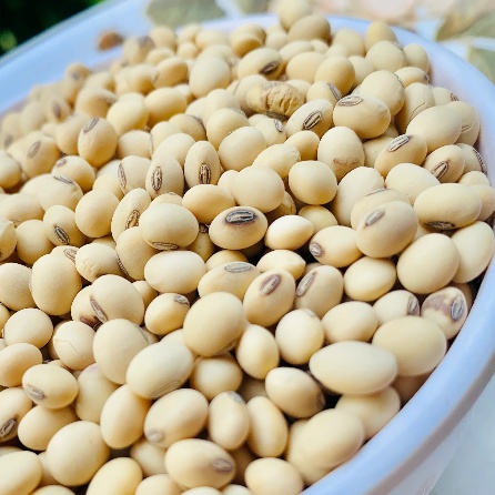 Soya Bean